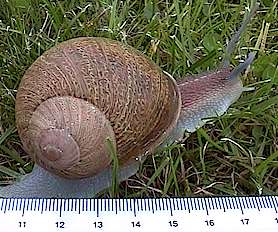 Blond des Flandres snail (shell mesuring about 2 in)